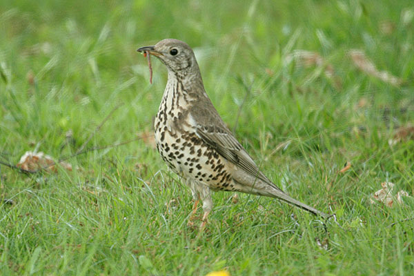 Mistle Thrush by Mick Dryden