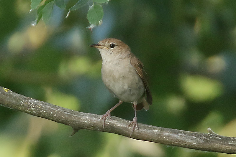 Nightingale by Mick Dryden