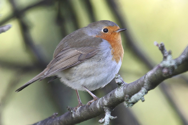 Robin by Mick Dryden