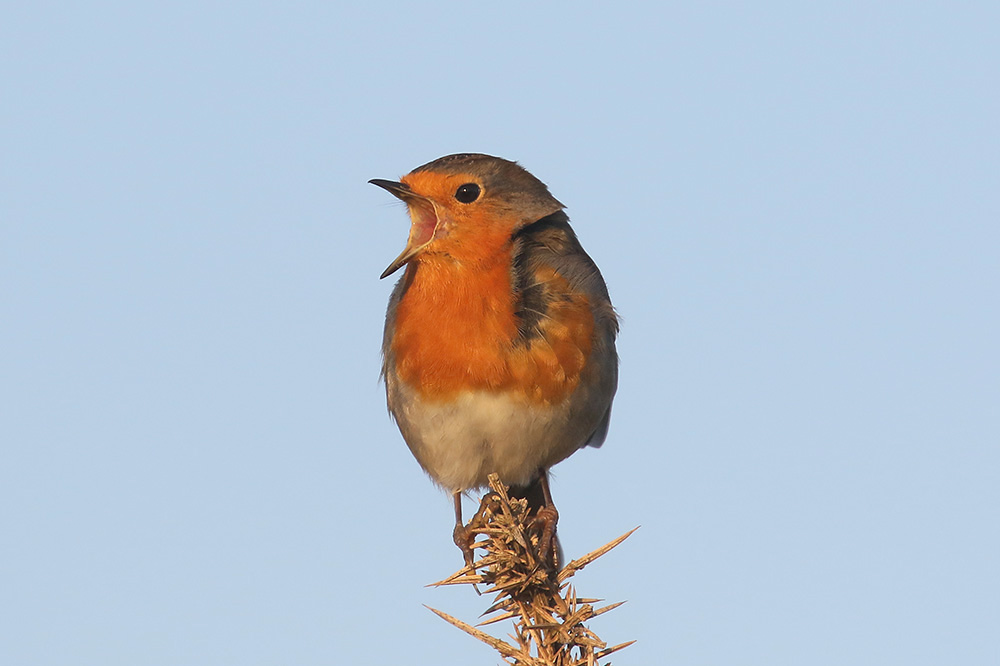 Robin by Mick Dryden