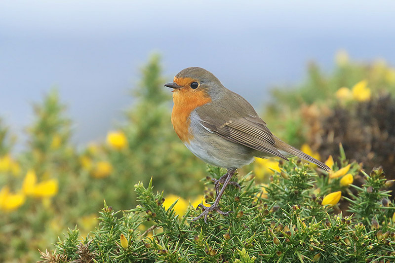 Robin by Mick Dryden