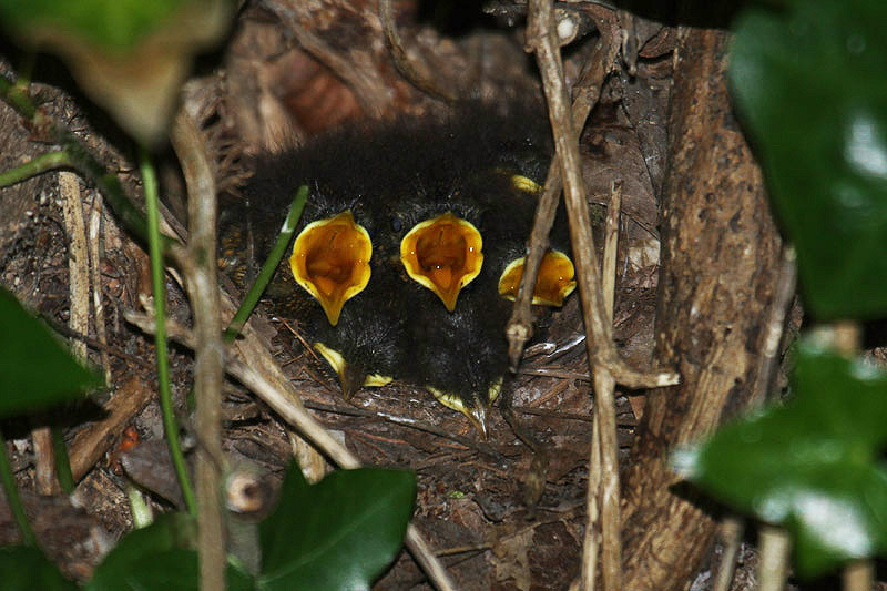 Robins by Mick Dryden