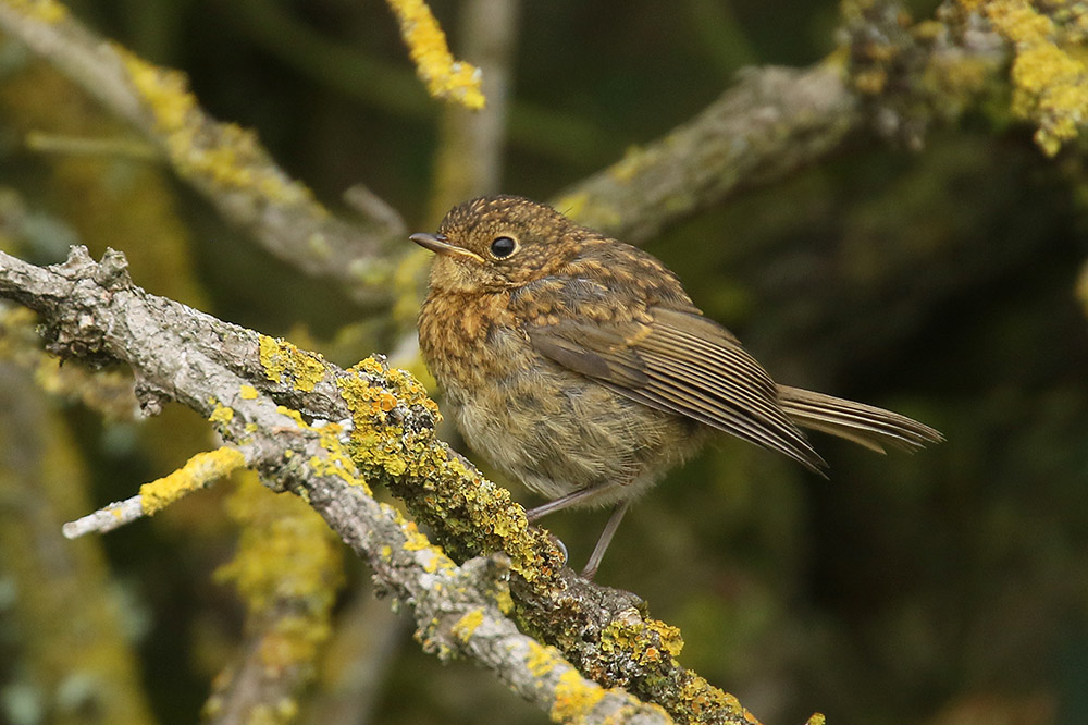 Robin by Mick Dryden
