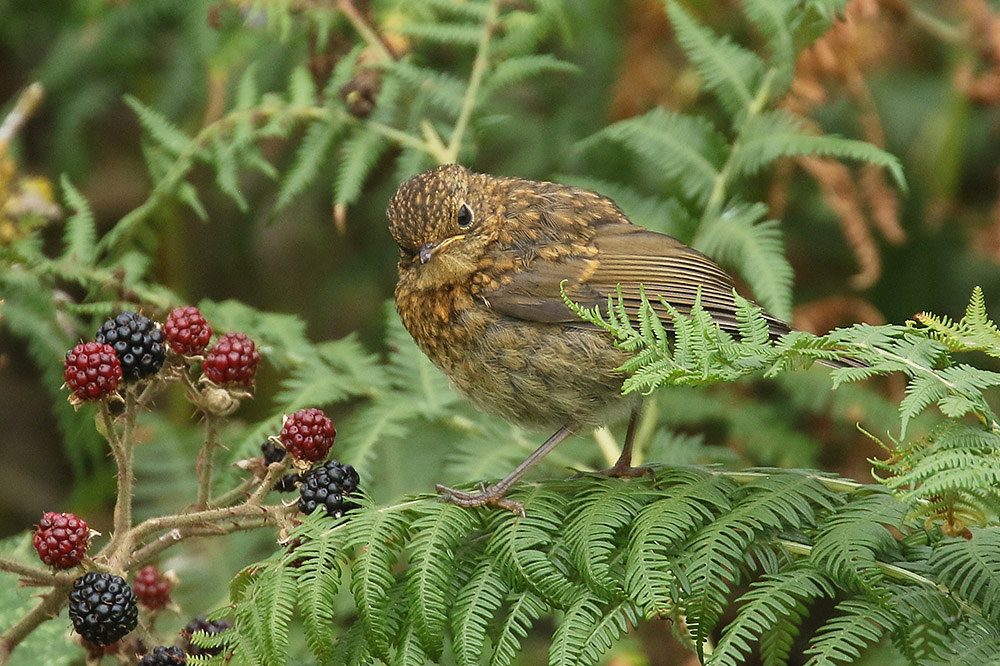 Robin by Mick Dryden