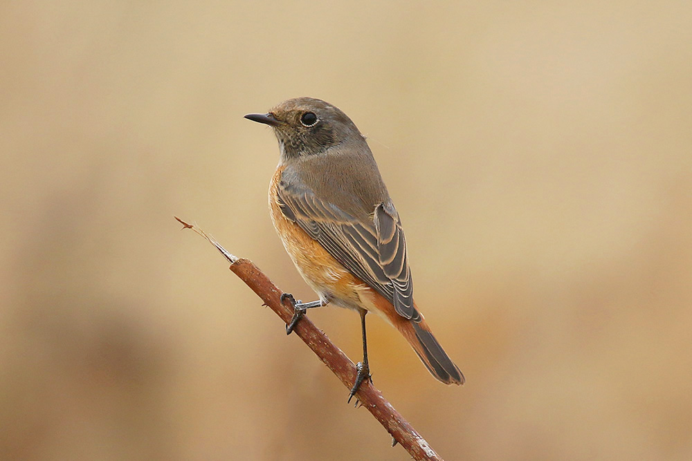 Common Redstart by Mick Dryden