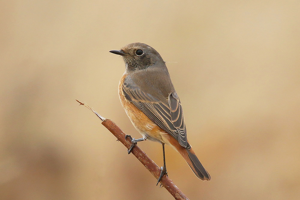 Common Redstart by Mick Dryden