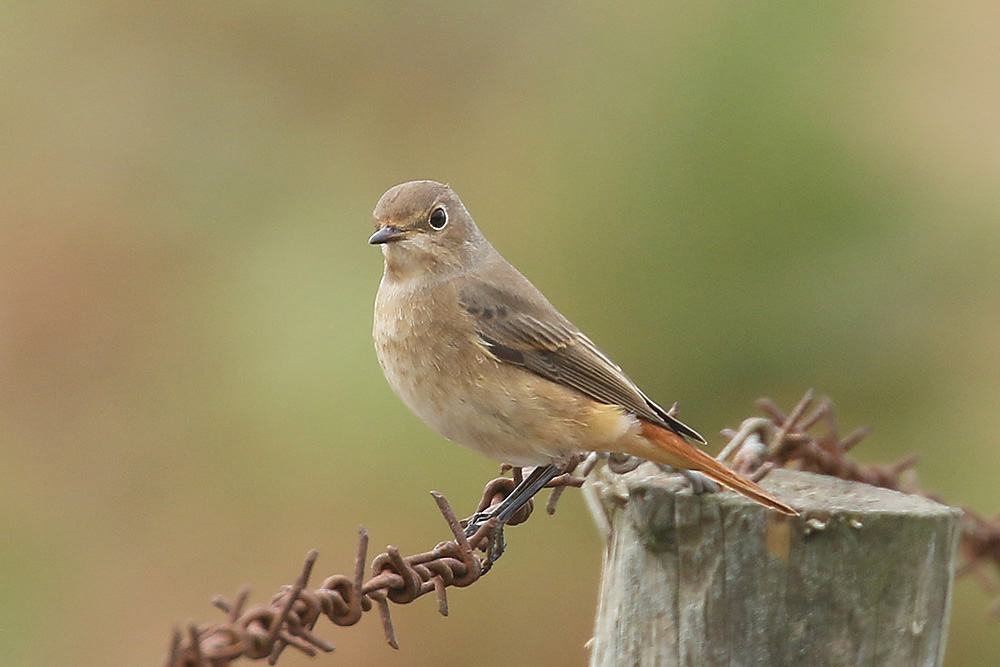 Common Redstart by Mick Dryden
