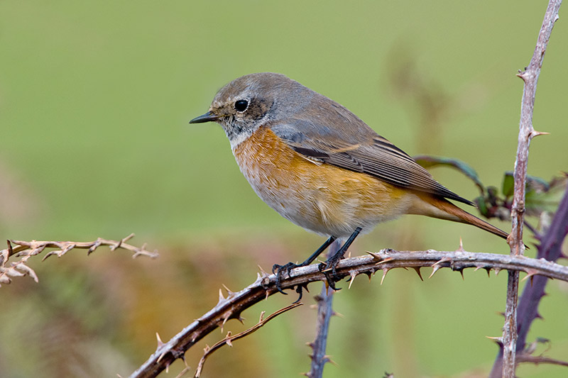 Common Redstart by Romano da Costa