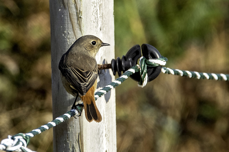 Redstart by Romano da Costa