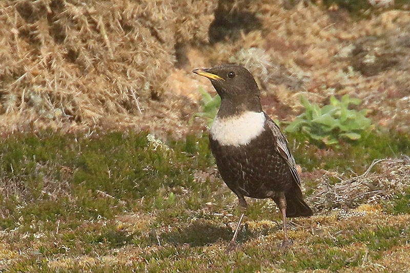 Ring Ouzel by Mick Dryden