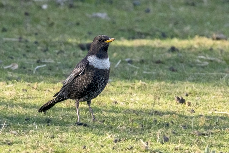 Ring Ouzel by Romano da Costa