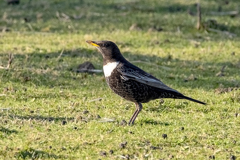 Ring Ouzel by Romano da Costa