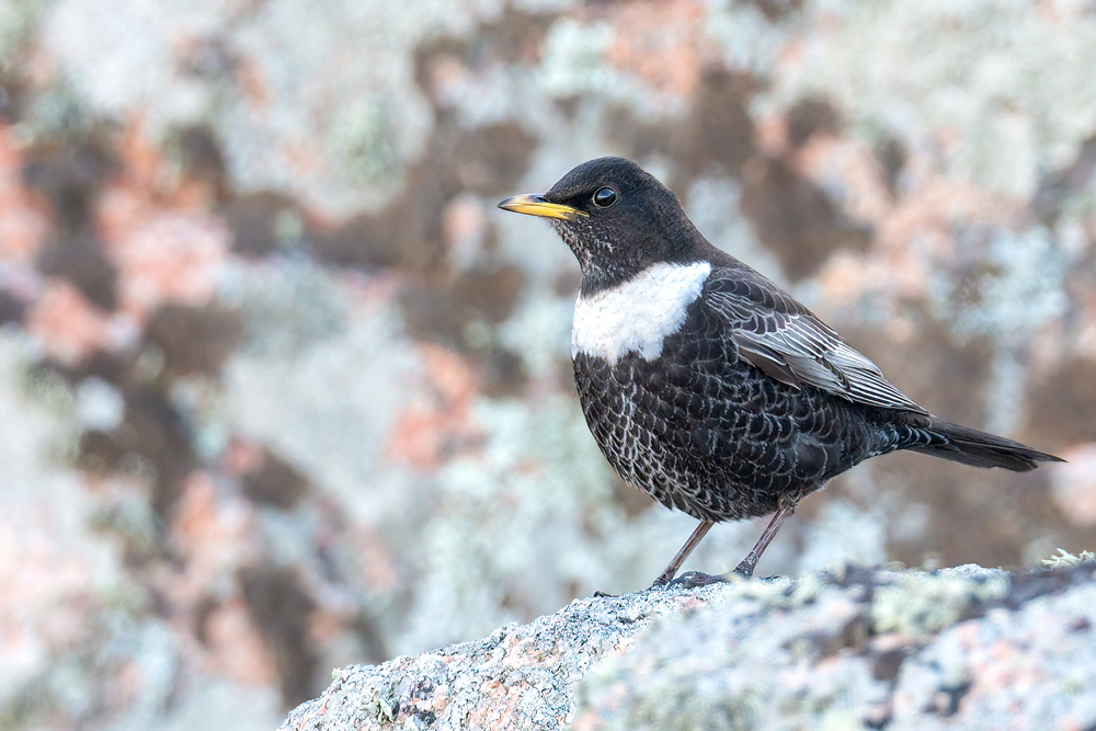 Ring Ouzel by Romano da Costa