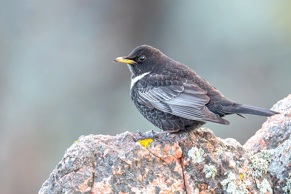 Ring Ouzel by Romano da Costa