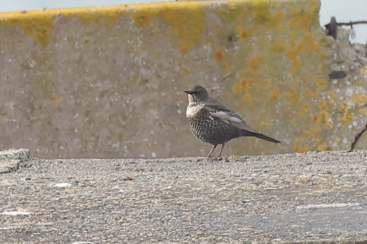 Ring Ouzel by Mick Dryden