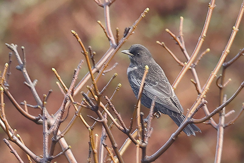 Ring Ouzel by Mick Dryden