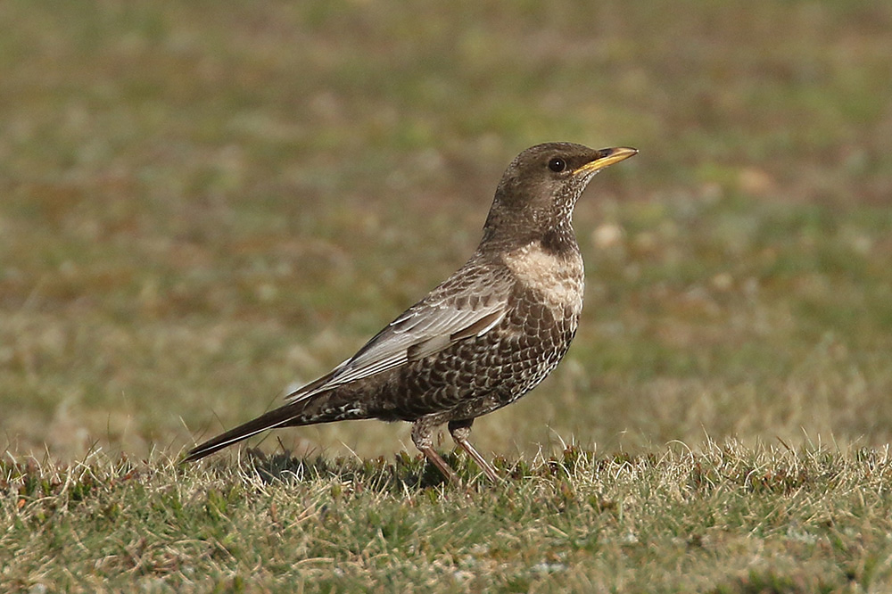 Ring Ouzel by Mick Dryden