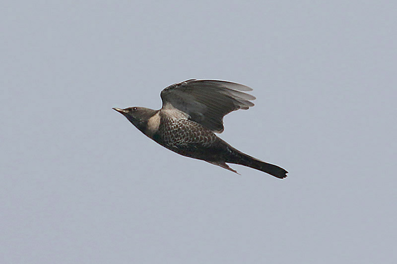 Ring Ouzel by Mick Dryden