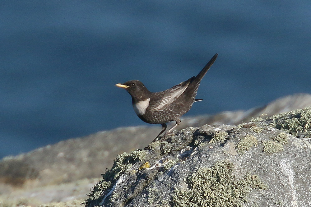 Ring Ouzel by Mick Dryden