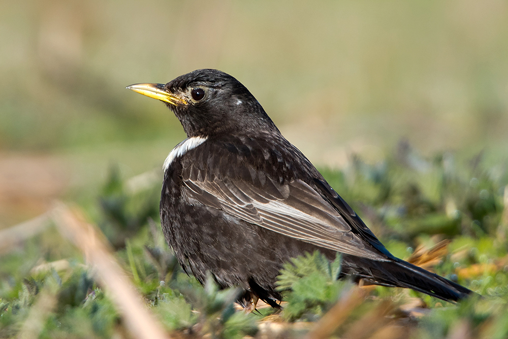 Ring Ouzel by Romano da Costa