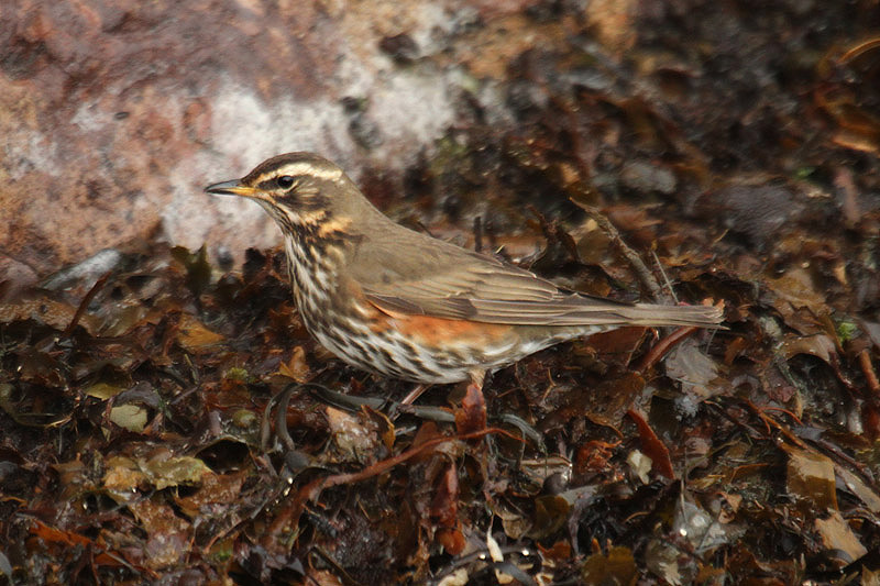 Redwing by Mick Dryden