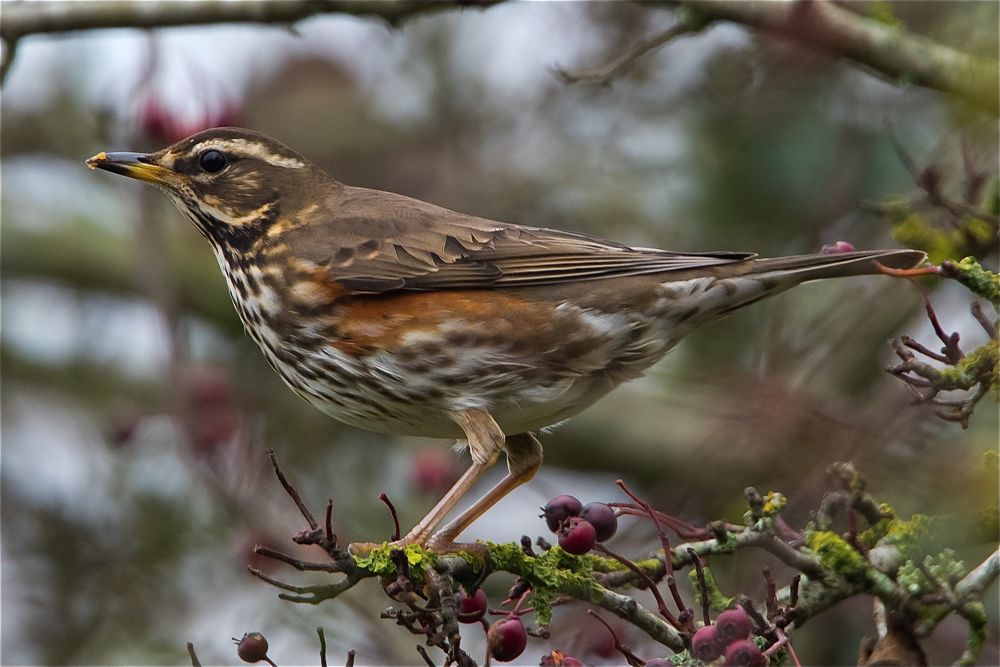 Redwing by Romano da Costa