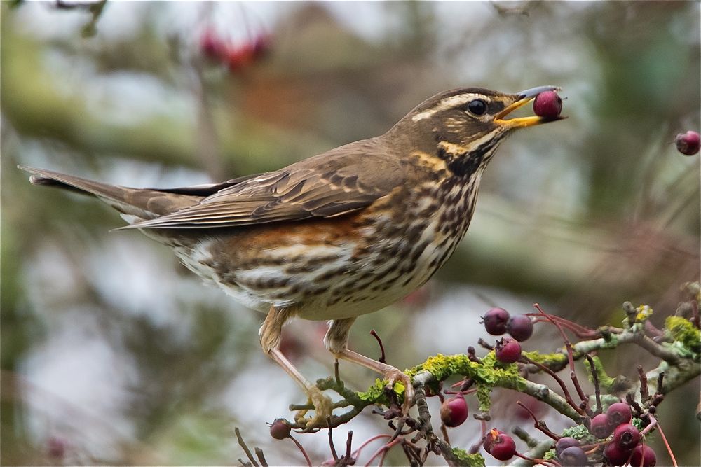 Redwing by Romano da Costa