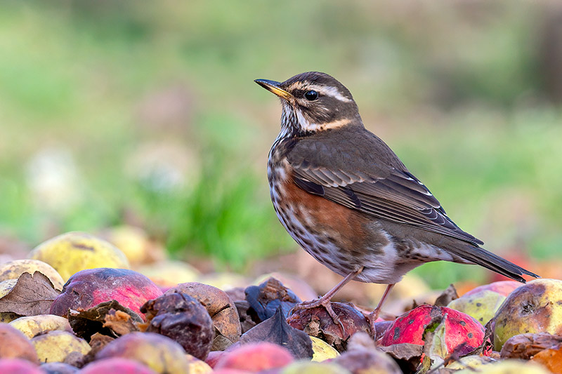 Redwing by Romano da Costa