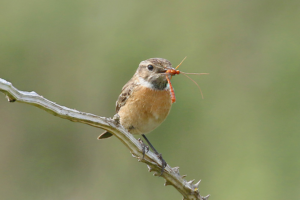 Stonechat by Mick Dryden