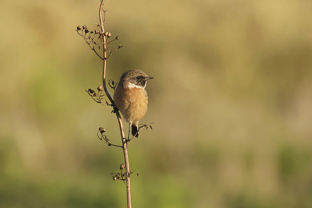 Stonechat by Mick Dryden