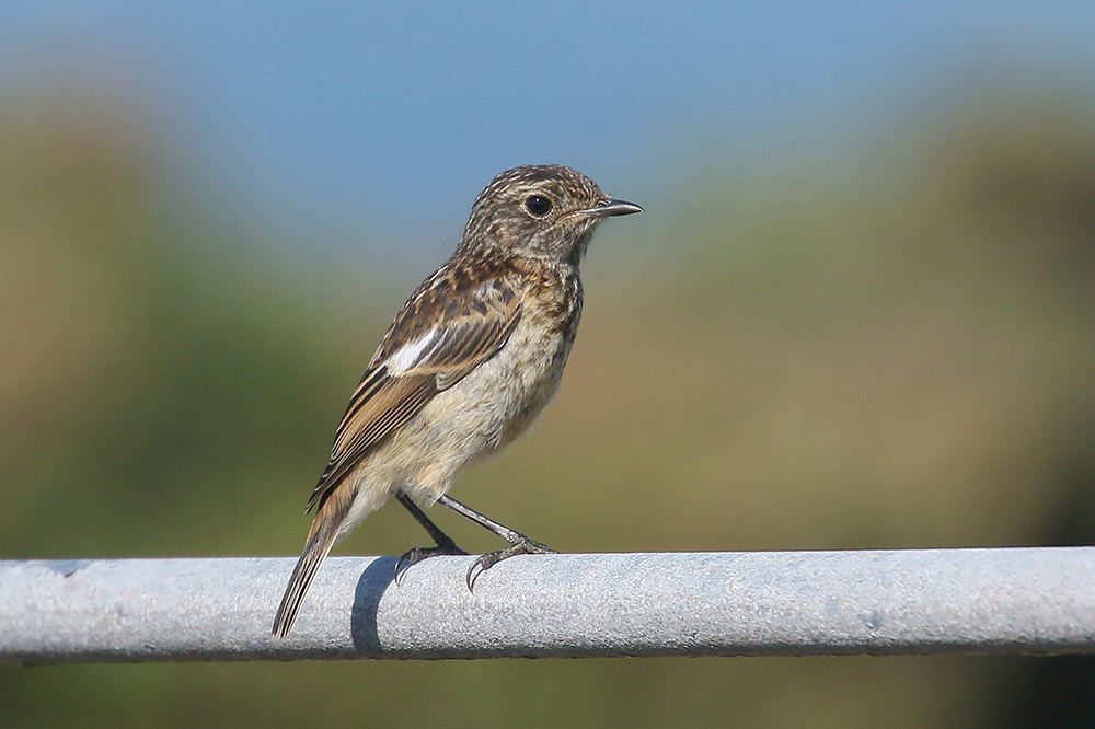 Stonechat by Mick Dryden