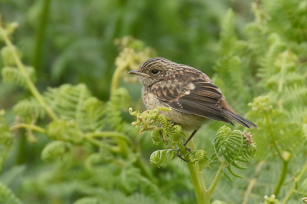 Stonechat by Mick Dryden