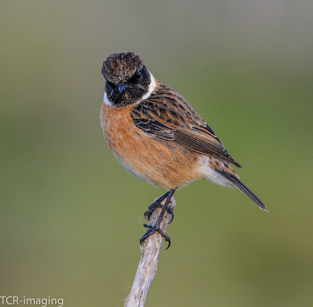 Stonechat by Tony Wright