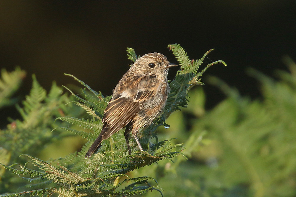 Stonechat by Mick Dryden