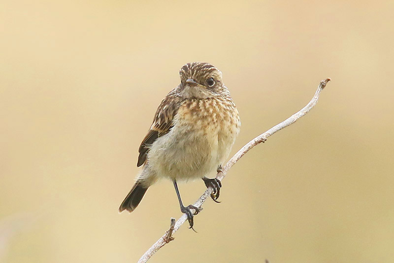 Stonechat by Mick Dryden