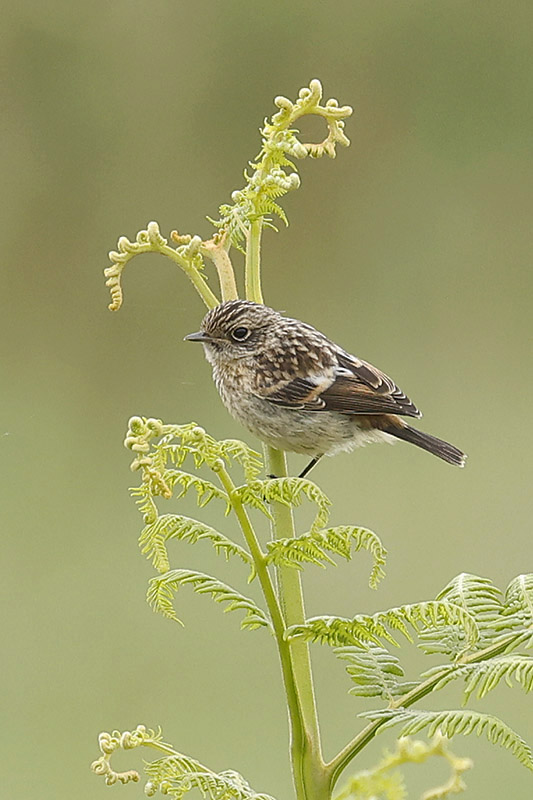 Stonechat by Mick Dryden