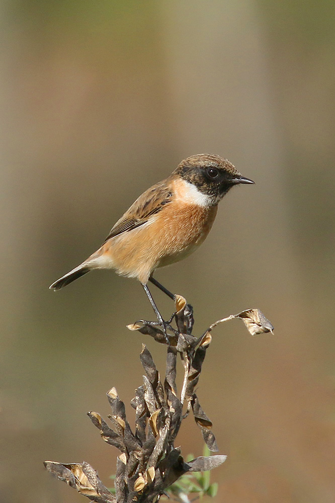 Stonechat by Mick Dryden