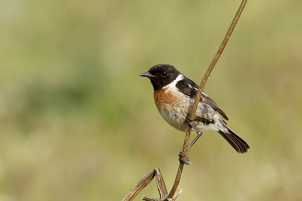 Stonechat by Mick Dryden