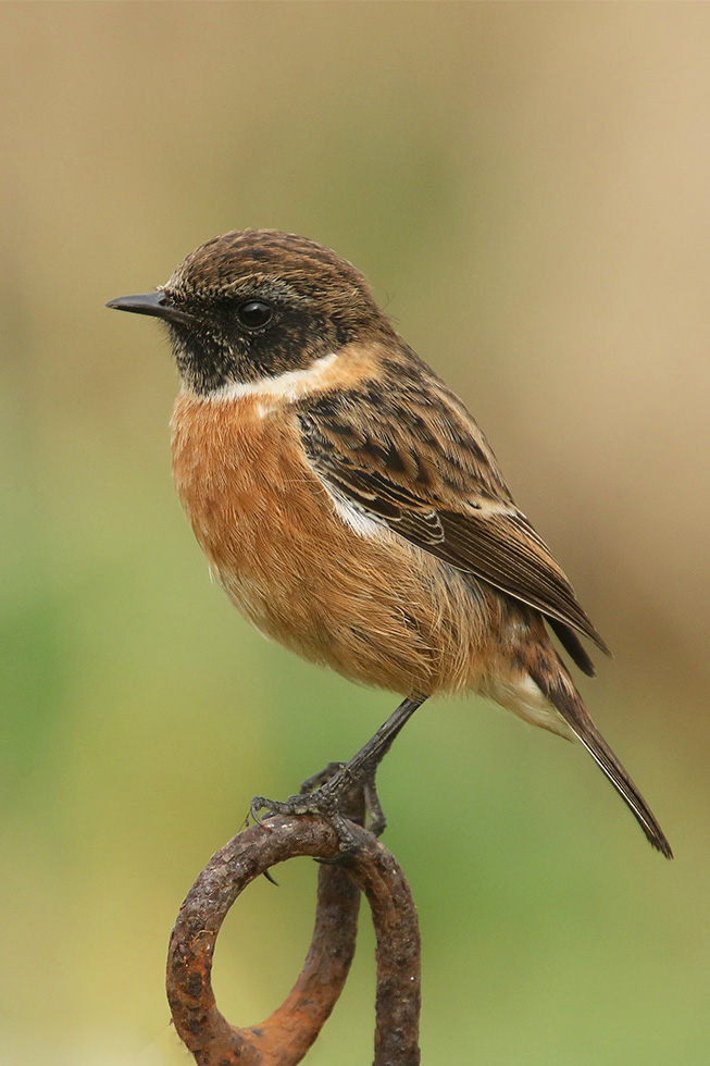 Stonechat by Mick Dryden