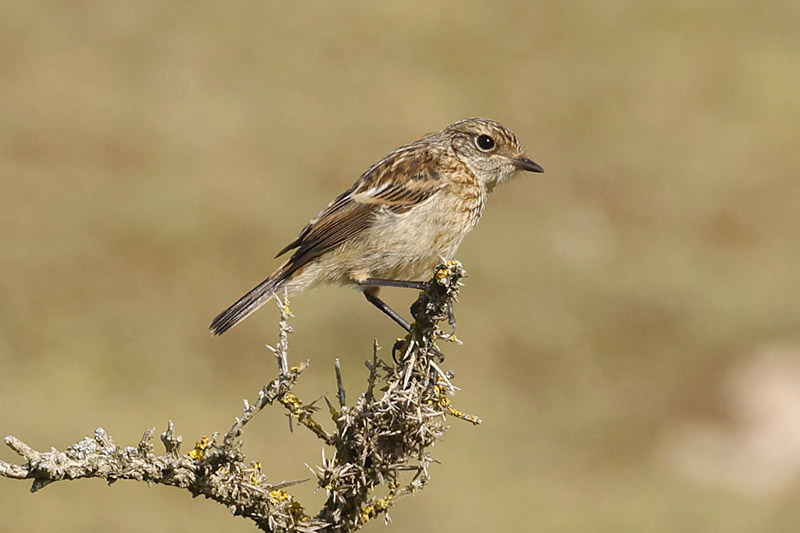 Stonechat by Mick Dryden