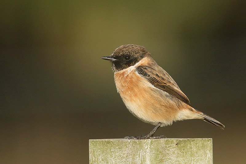 Stonechat by Mick Dryden