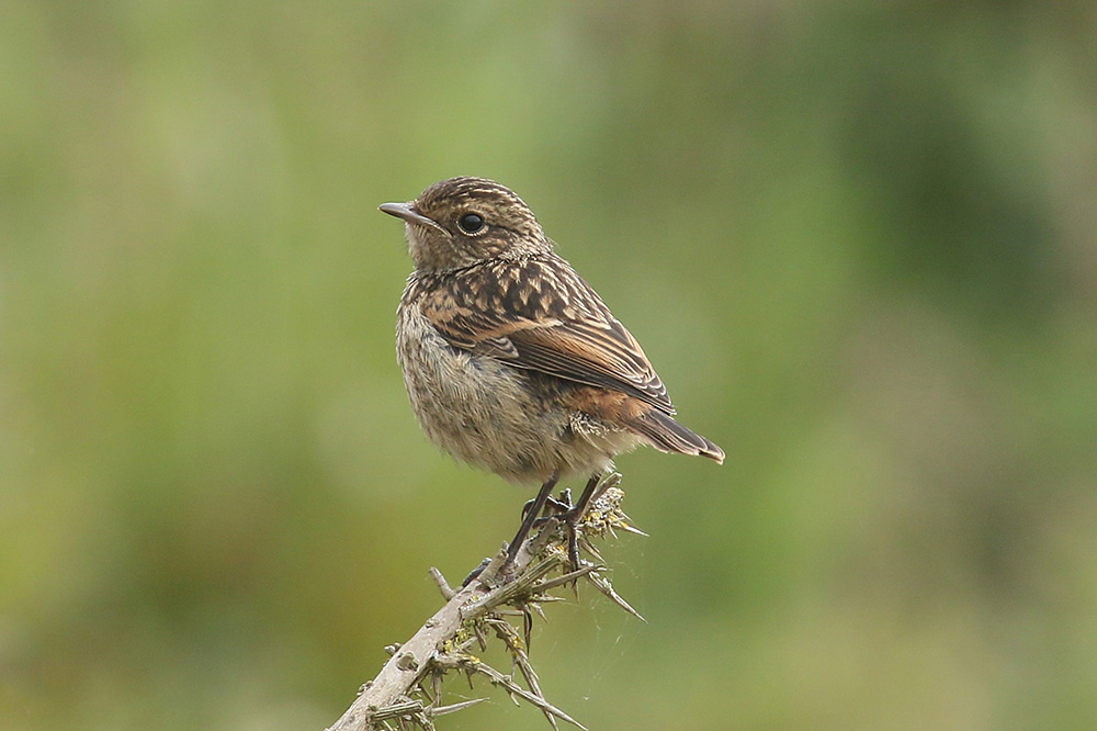Stonechat by Mick Dryden