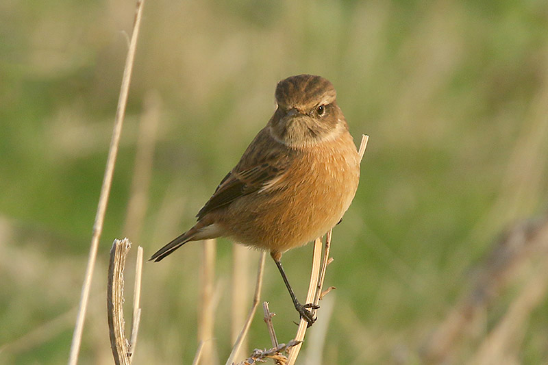 Stonechat by Mick Dryden