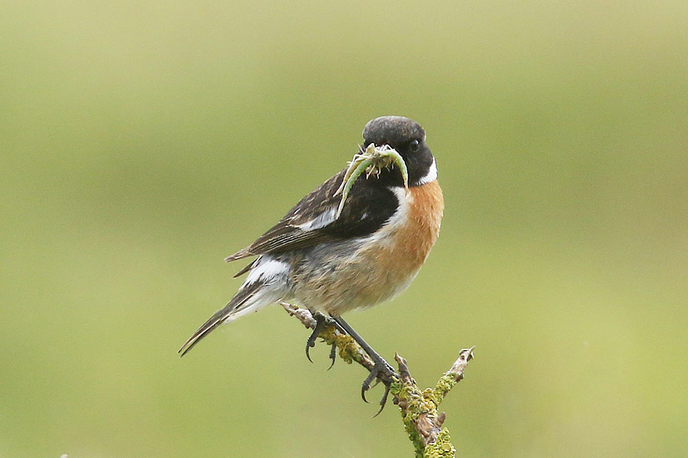 Stonechat by Mick Dryden