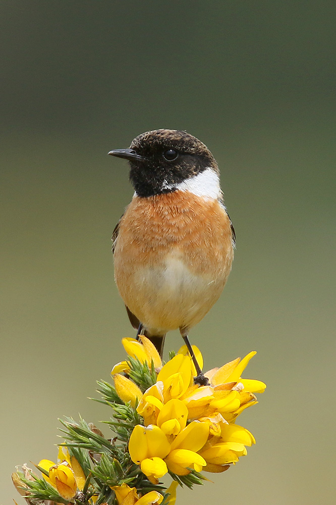 Stonechat by Mick Dryden