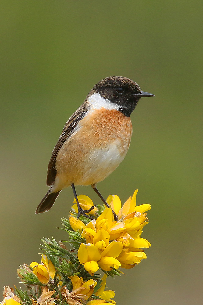 Stonechat by Mick Dryden