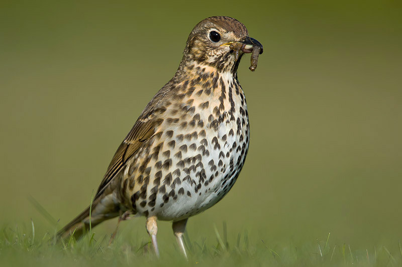 Song Thrush by Romano da Costa