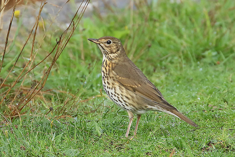 Song Thrush by Mick Dryden