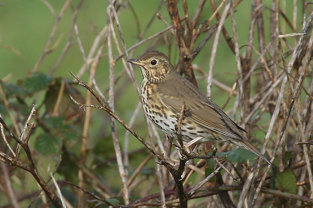 Song Thrush by Mick Dryden