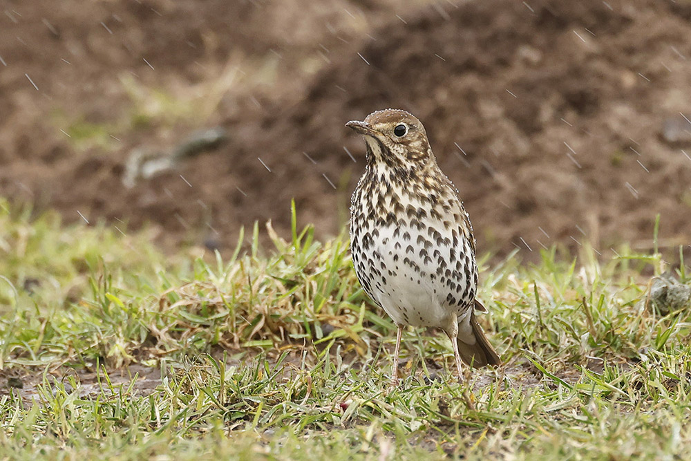 Song Thrush by Mick Dryden